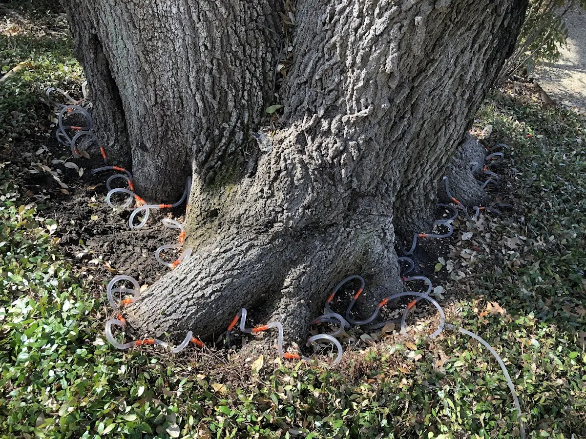 Detailed Tree Cabling and Bracing job site in Rock City